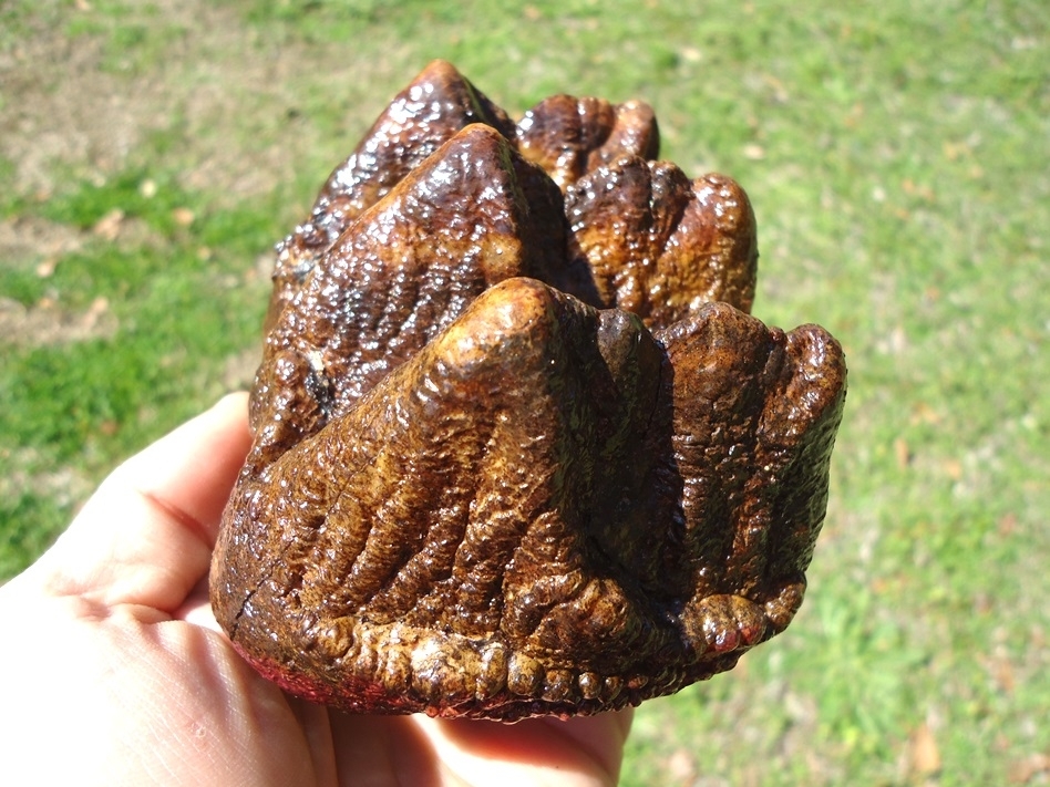 Large image 7 Stunning Pink Algae Stained Mastodon Tooth