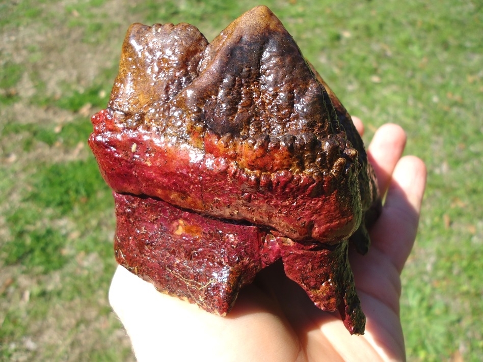 Large image 8 Stunning Pink Algae Stained Mastodon Tooth