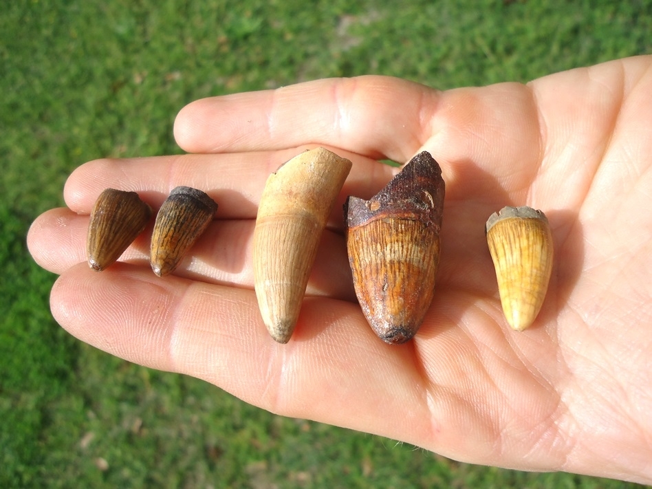 Large image 2 Five Colorful Alligator Teeth