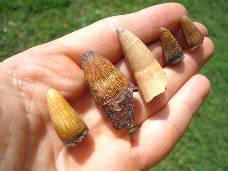 Large image 1 Five Colorful Alligator Teeth