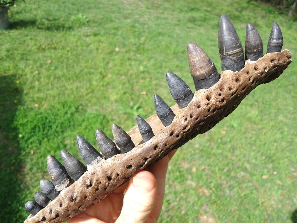 Large image 2 Awesome Alligator Maxilla with 15 Teeth