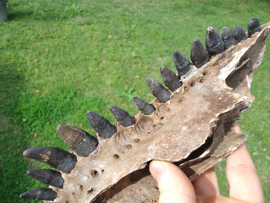 Large image 5 Awesome Alligator Maxilla with 15 Teeth