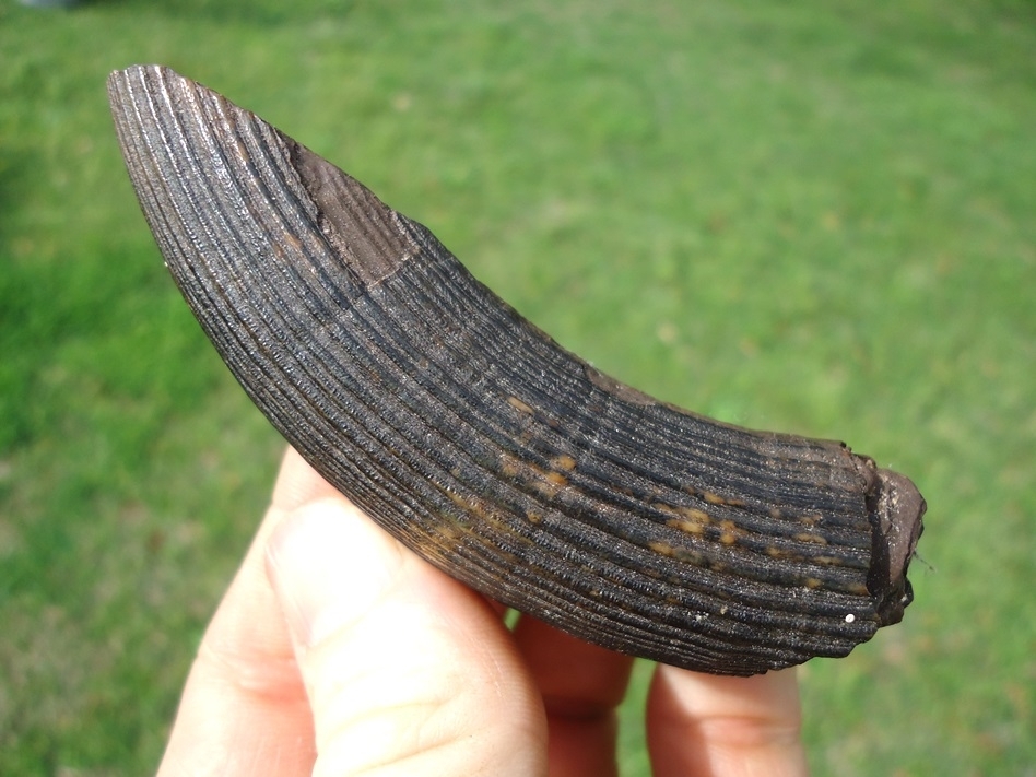 Large image 1 Large Section of Giant Beaver Incisor