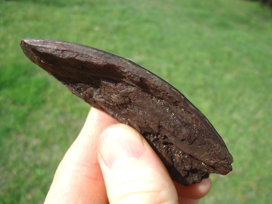 Large image 3 Large Section of Giant Beaver Incisor