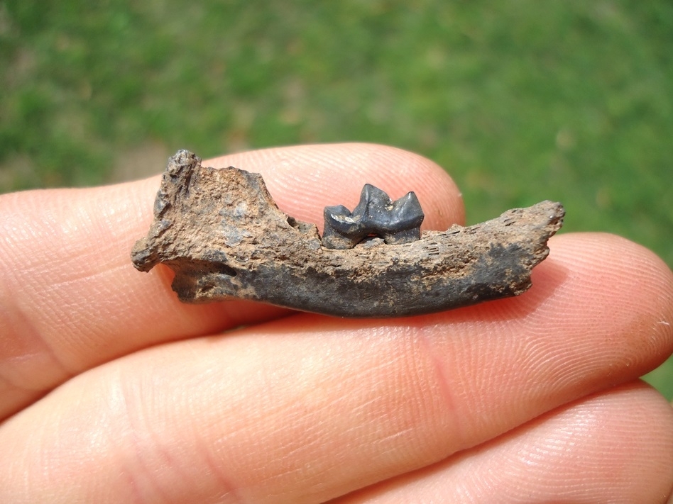 Large image 1 Uncommon American Mink Mandible