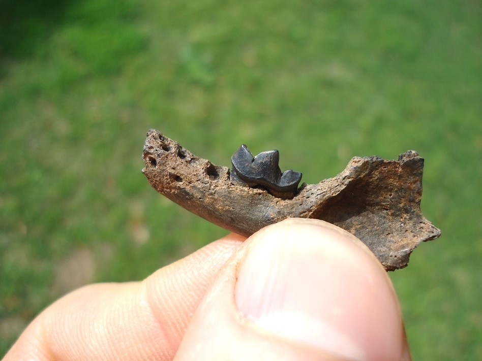 Large image 3 Uncommon American Mink Mandible