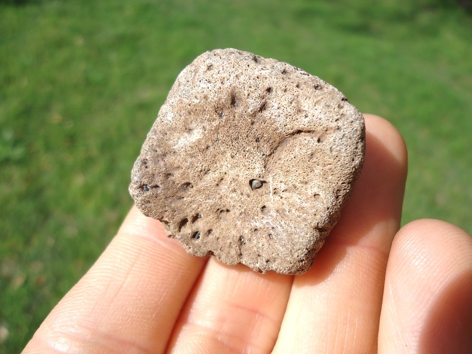 Large image 3 Highly Detailed Glyptodon Spike Scute