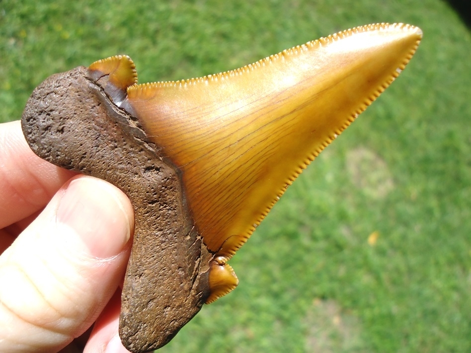 Large image 4 World Class Orange Suwannee River Auriculatus Tooth