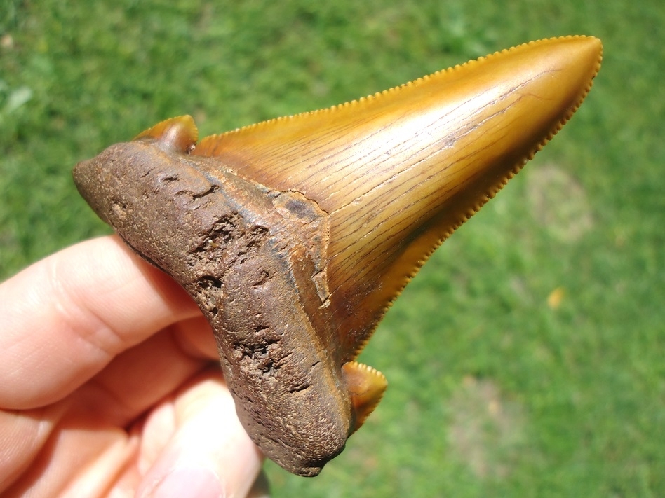 Large image 5 World Class Orange Suwannee River Auriculatus Tooth