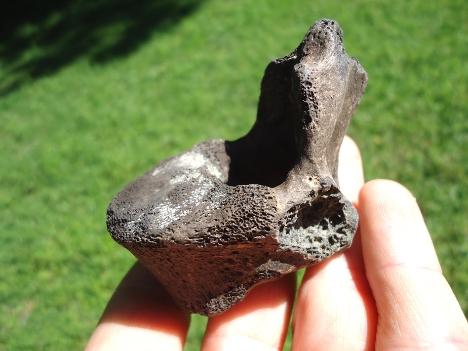 Large image 3 Bargain Sloth Thoracic Vertebra