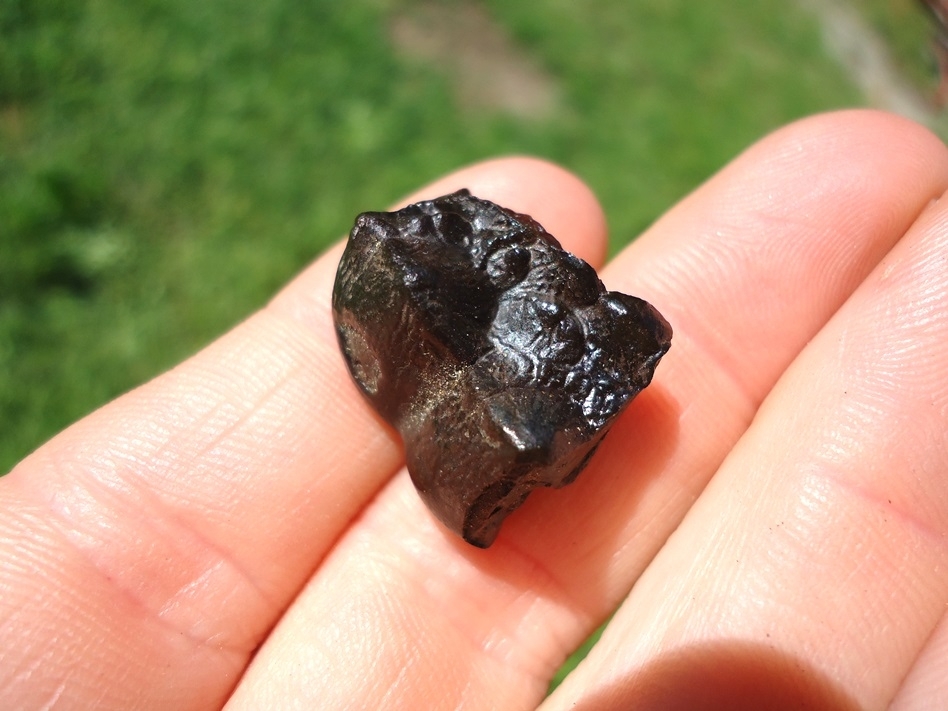 Large image 4 Beyond Rare Giant Short Faced Bear (Arctodus) Tooth