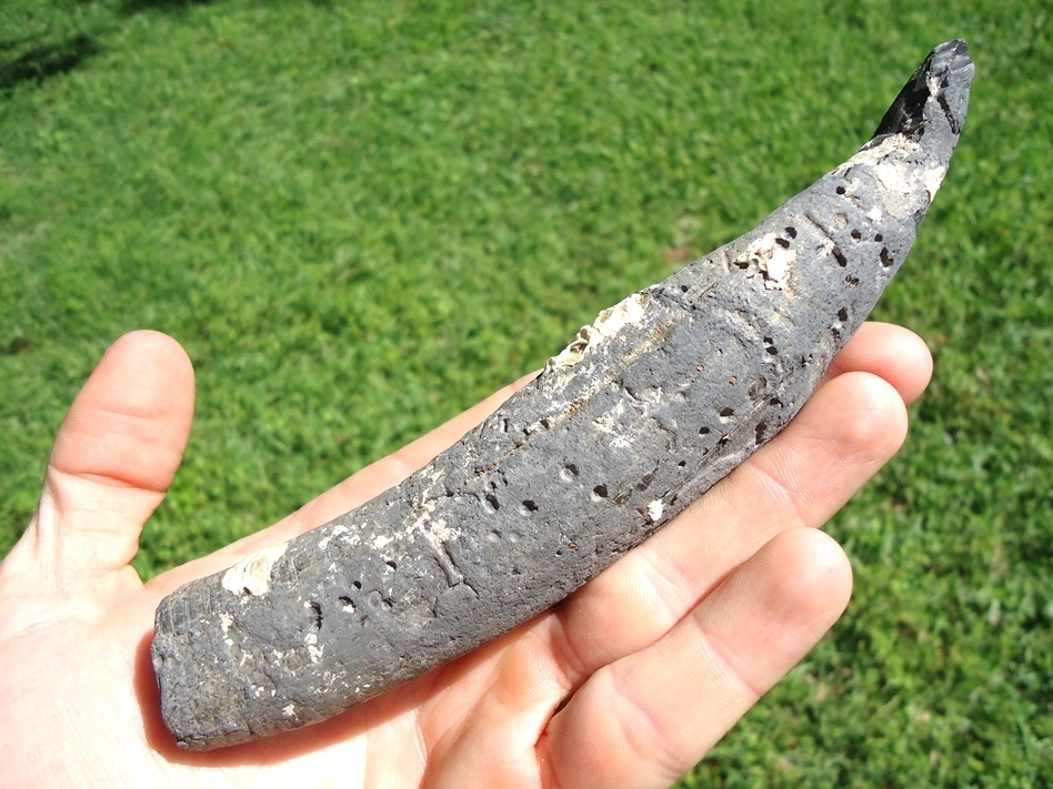 Large image 3 Huge 6 5/8' Sperm Whale Tooth