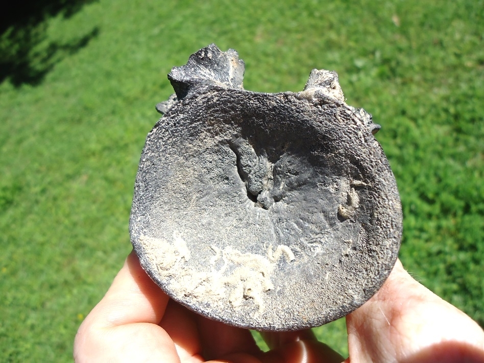 Large image 1 Monster Sized Crocodile Vertebra