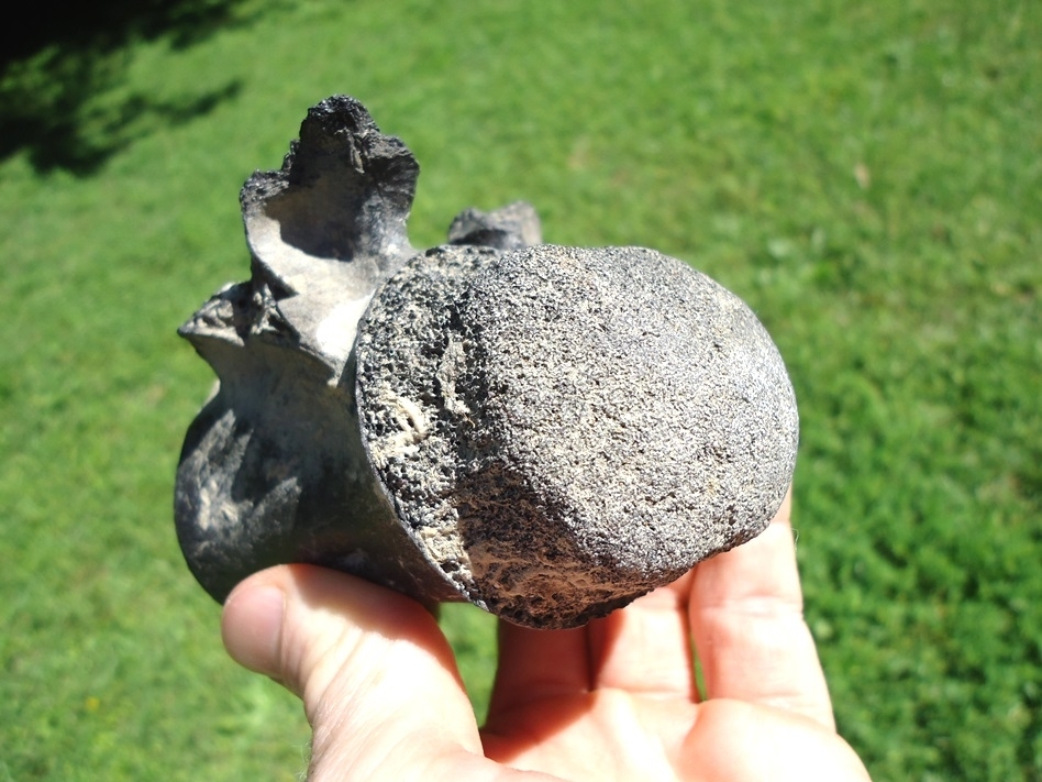 Large image 2 Monster Sized Crocodile Vertebra