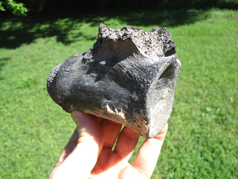 Large image 6 Monster Sized Crocodile Vertebra