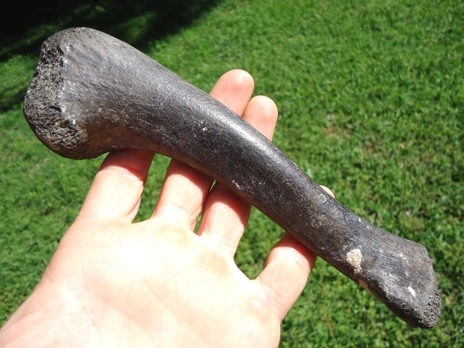 Large image 1 Very Rare Crocodile Tibia