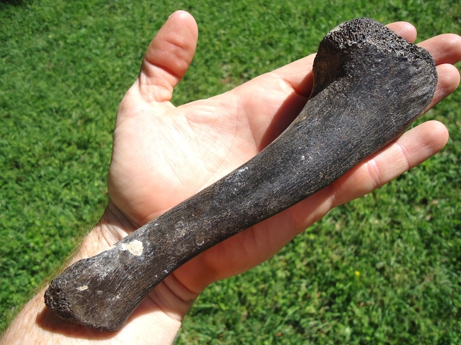 Large image 3 Very Rare Crocodile Tibia