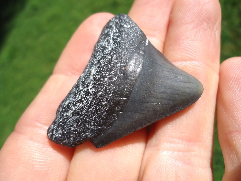 Large image 2 Bargain Price Megalodon Shark Tooth