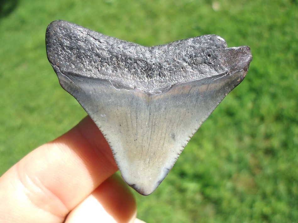 Large image 1 Bargain Price Megalodon Shark Tooth