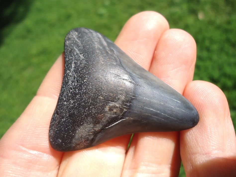 Large image 2 Bargain Price Megalodon Shark Tooth