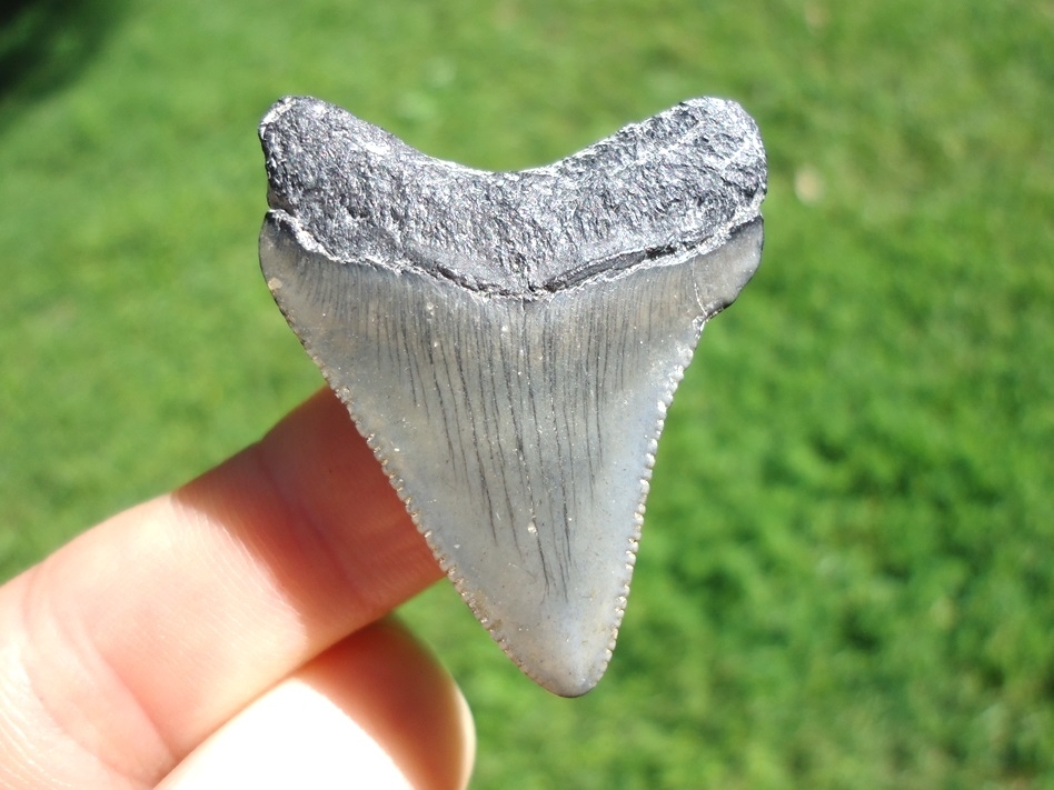 Large image 1 Bargain Price Megalodon Shark Tooth