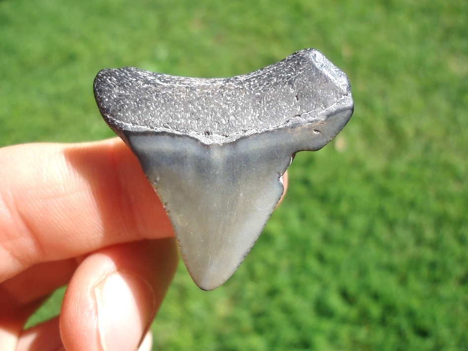 Large image 1 Bargain Price Megalodon Shark Tooth