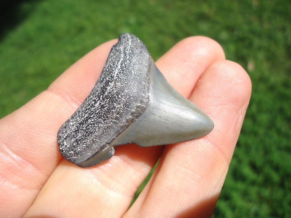 Large image 2 Bargain Price Megalodon Shark Tooth