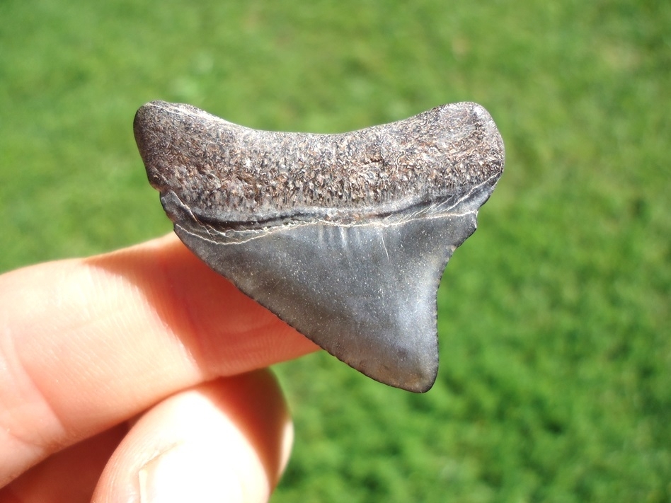 Large image 1 Bargain Price Megalodon Shark Tooth