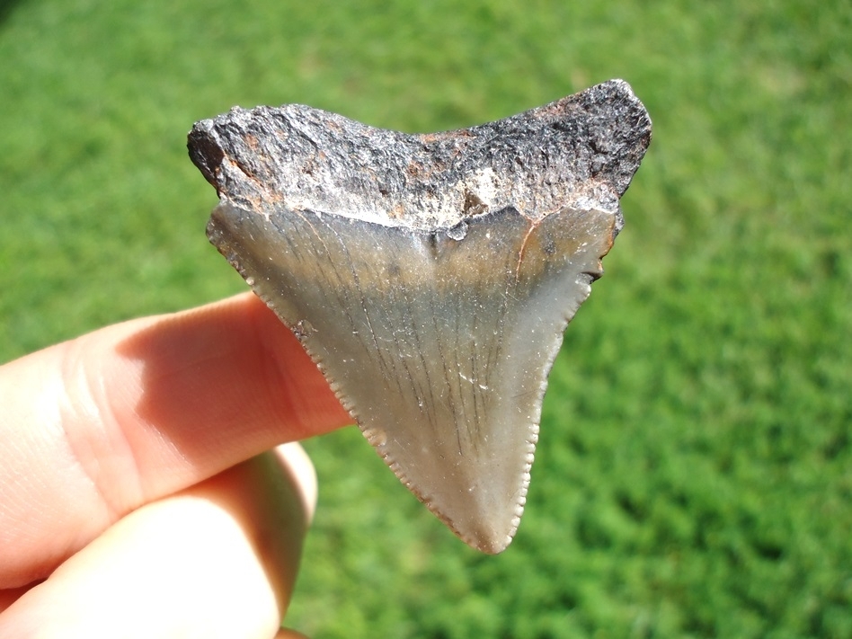 Large image 1 Bargain Price Megalodon Shark Tooth