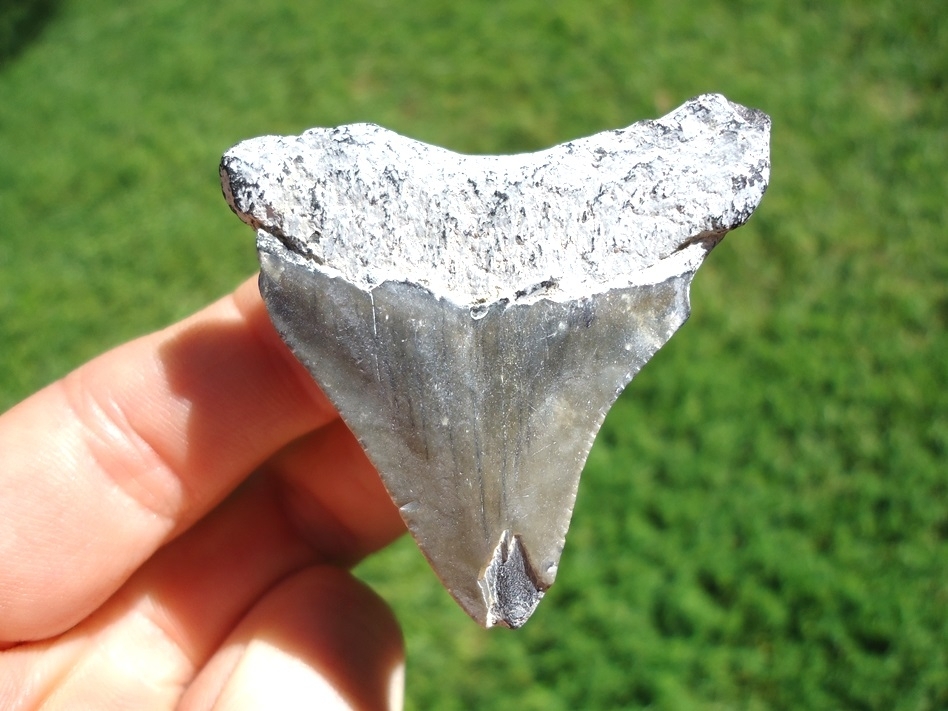 Large image 1 Bargain Price Megalodon Shark Tooth