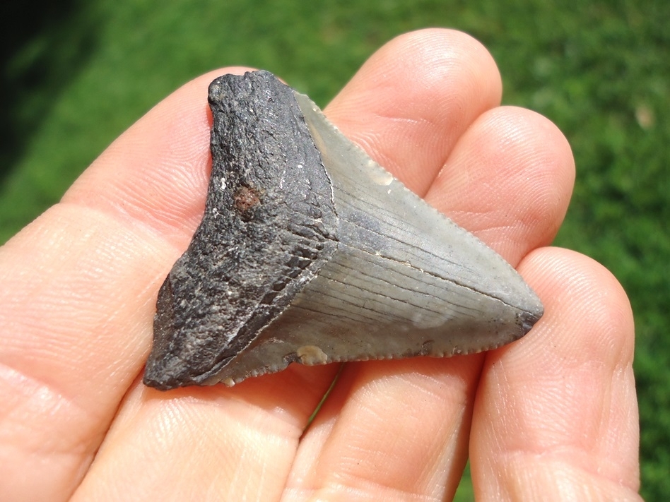 Large image 2 Bargain Price Megalodon Shark Tooth