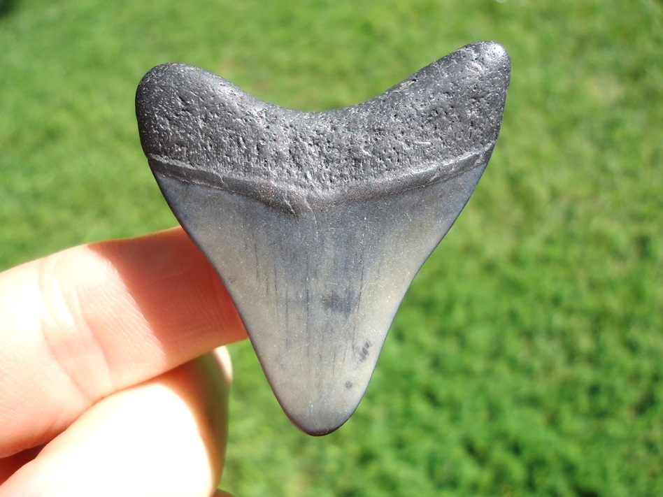 Large image 1 Bargain Price Megalodon Shark Tooth