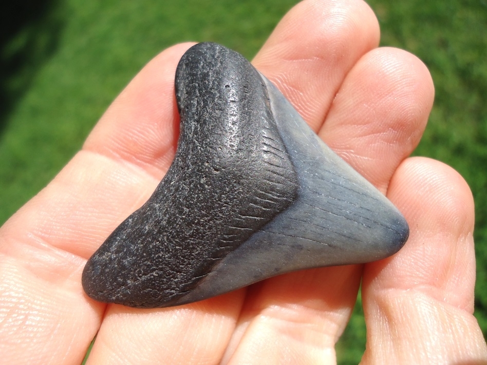 Large image 2 Bargain Price Megalodon Shark Tooth