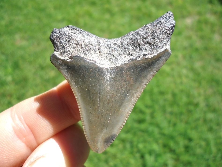 Large image 1 Bargain Price Megalodon Shark Tooth