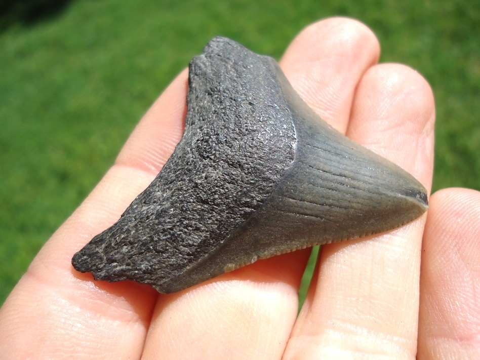 Large image 2 Bargain Price Megalodon Shark Tooth