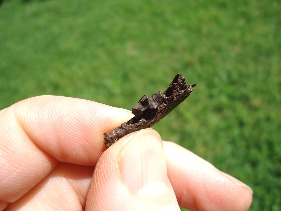 Large image 2 Very Rare Weasel Mandible with Carnassial