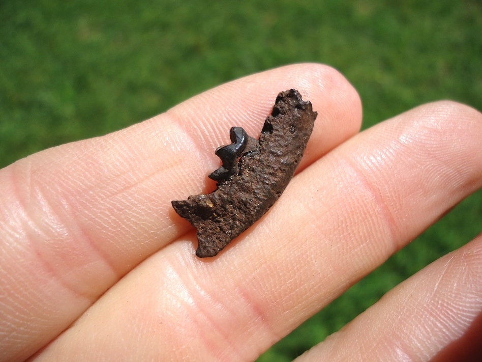 Large image 3 Very Rare Weasel Mandible with Carnassial