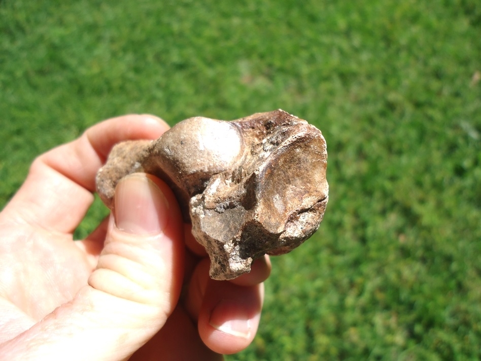 Large image 5 Female Spectacled Bear Calcaneum