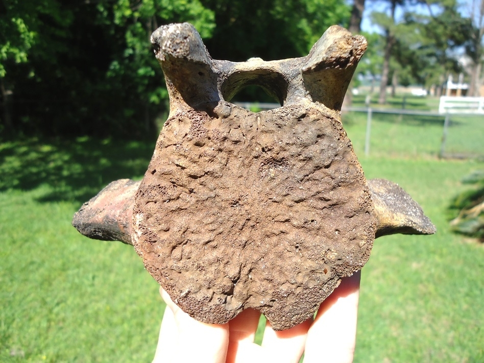 Large image 1 Extra Large Sloth Vertebra