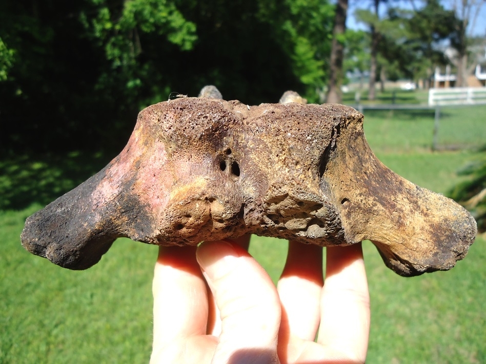 Large image 2 Extra Large Sloth Vertebra