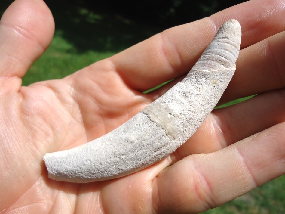 Large image 3 Rare Bone Valley Sperm Whale Tooth