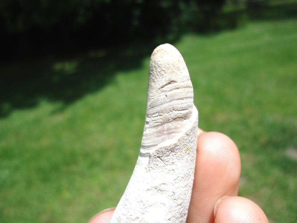 Large image 4 Rare Bone Valley Sperm Whale Tooth