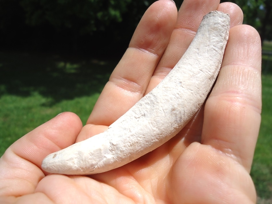 Large image 5 Rare Bone Valley Sperm Whale Tooth