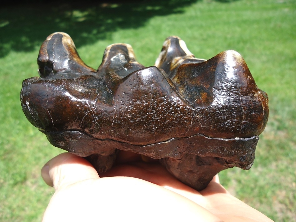 Large image 1 Colorful Ultra Glossy Mastodon Tooth