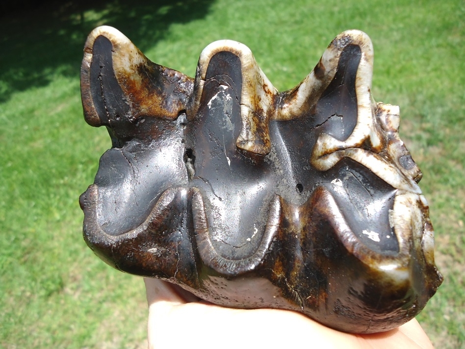 Large image 2 Colorful Ultra Glossy Mastodon Tooth