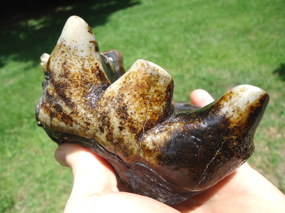 Large image 4 Colorful Ultra Glossy Mastodon Tooth