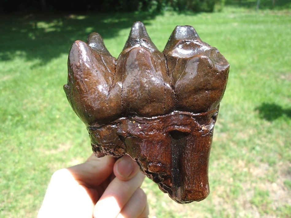 Large image 1 Quality Rooted Three Hump Mastodon Tooth