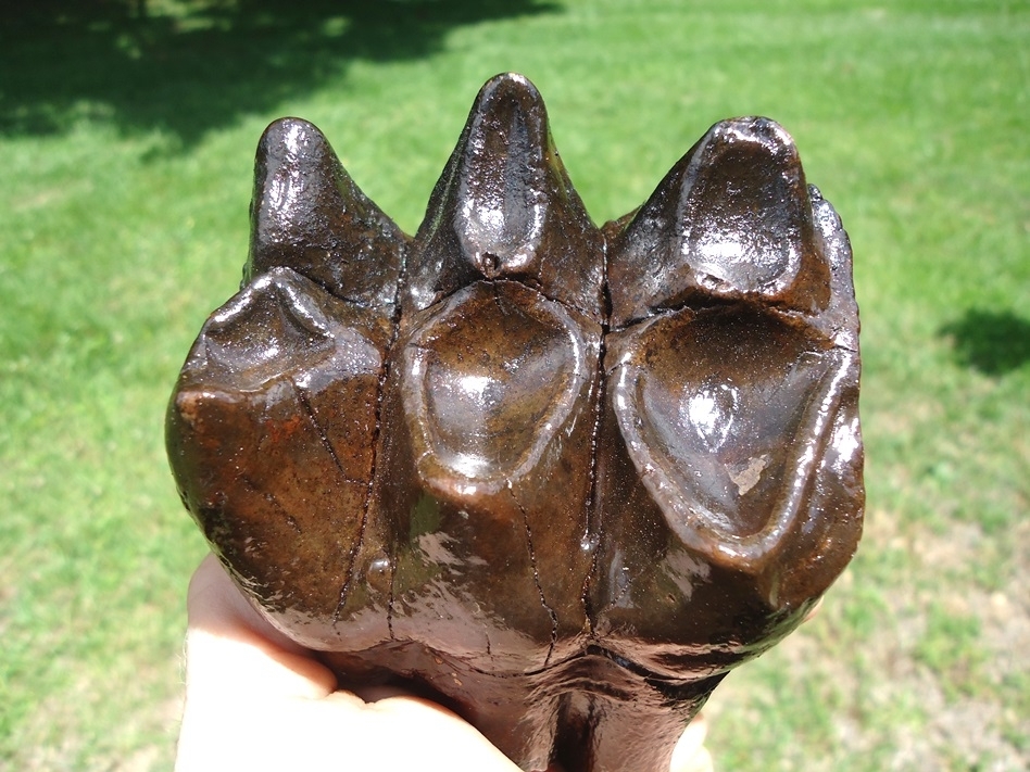 Large image 2 Quality Rooted Three Hump Mastodon Tooth