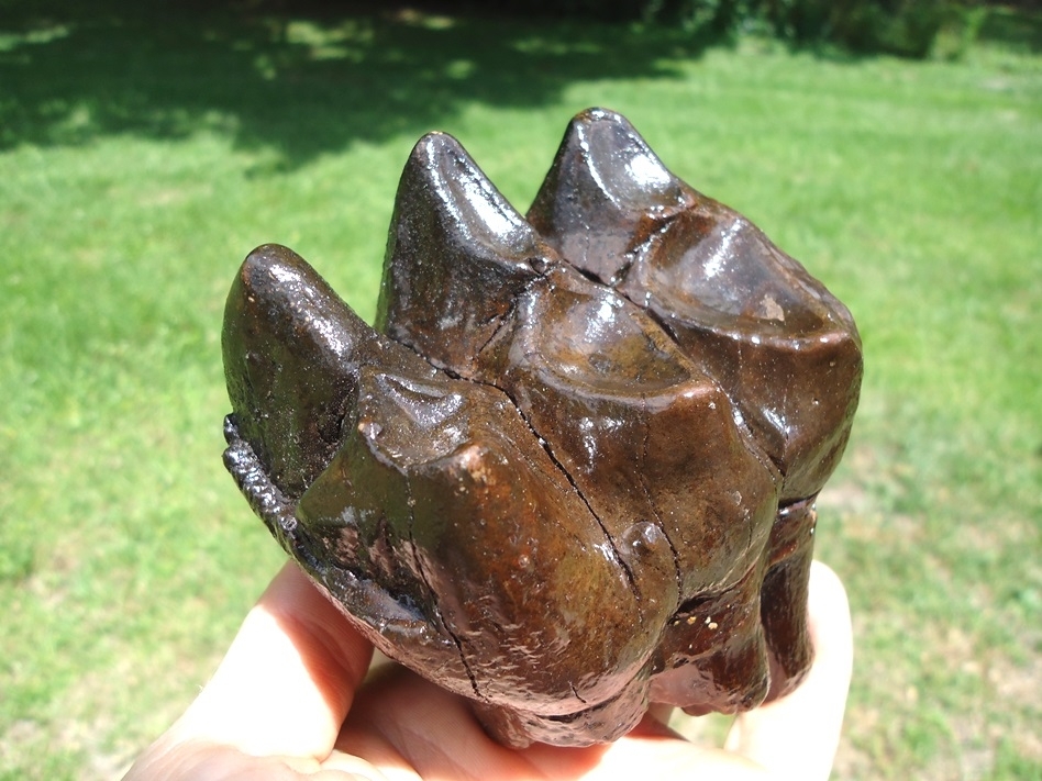 Large image 3 Quality Rooted Three Hump Mastodon Tooth