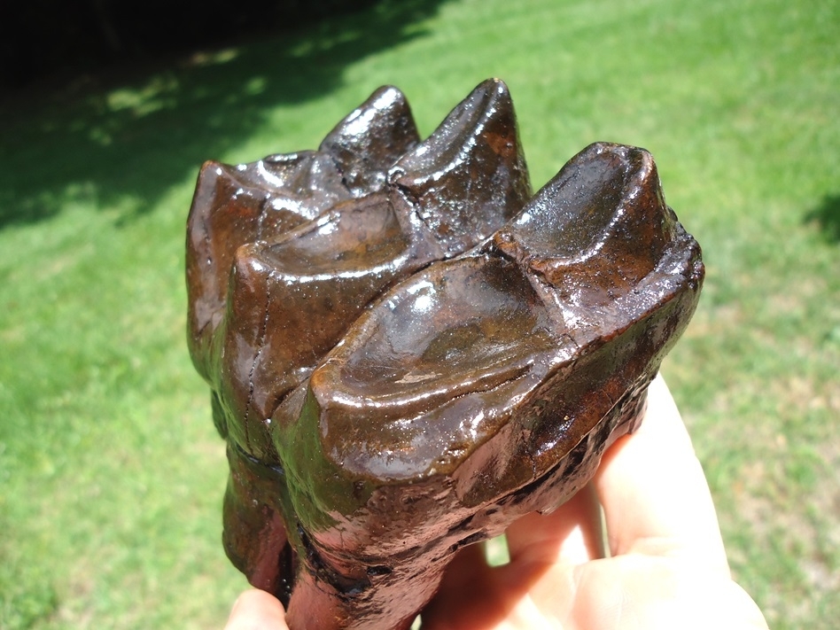 Large image 5 Quality Rooted Three Hump Mastodon Tooth